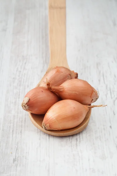 Shallot. — Foto de Stock