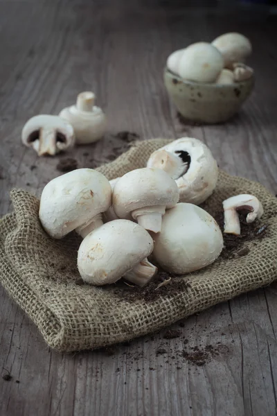 Mushrooms — Stock Photo, Image