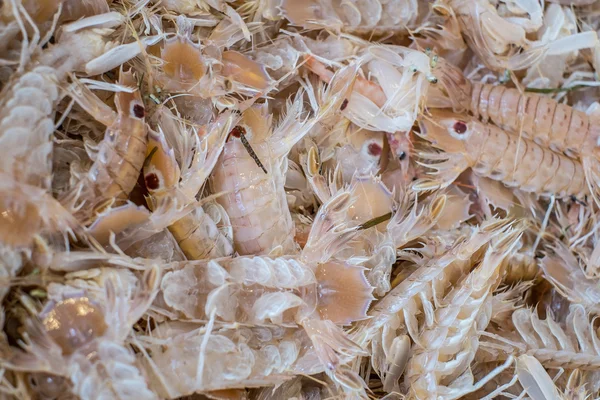 Mantis shrimps — Stock Photo, Image