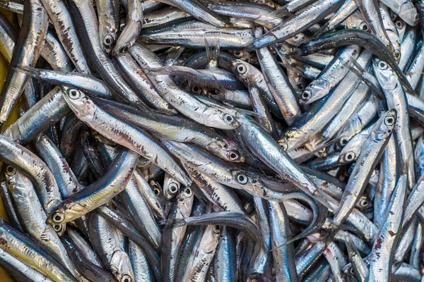 Frischer Fisch — Stockfoto