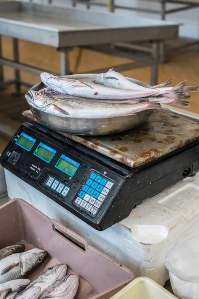 Frischer Fisch — Stockfoto