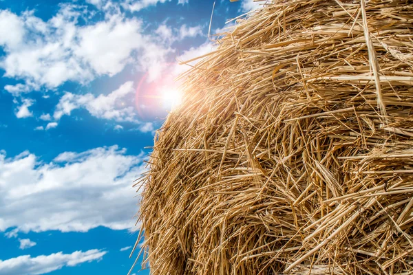 Foglie di paglia — Foto Stock