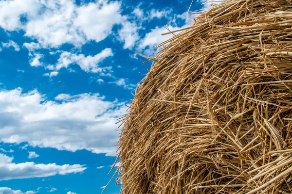 Foglie di paglia — Foto Stock