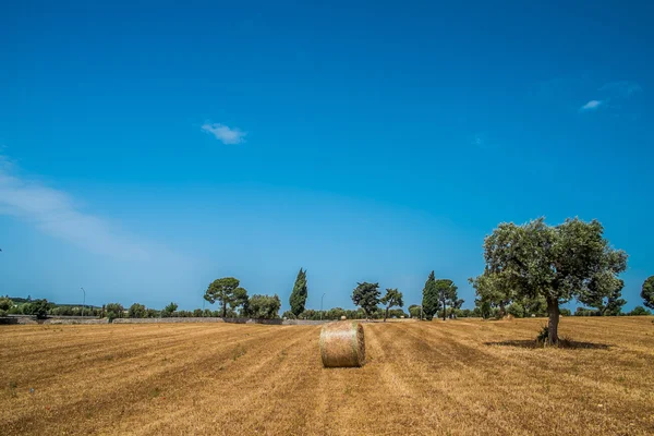 Sheaves of straw, Apulia region — Stock Photo, Image