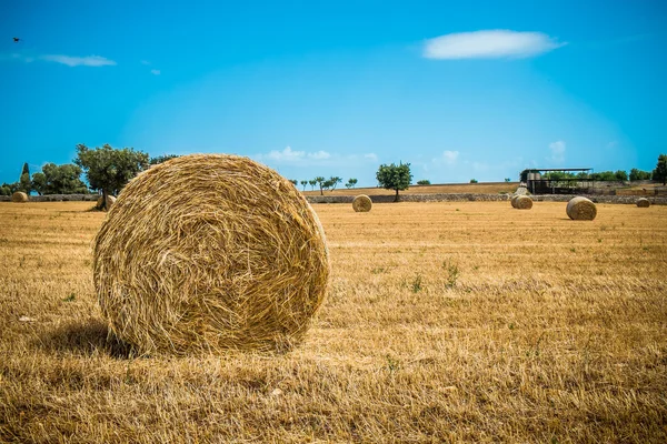 밀 짚, 풀리아 지역의 다발 — 스톡 사진