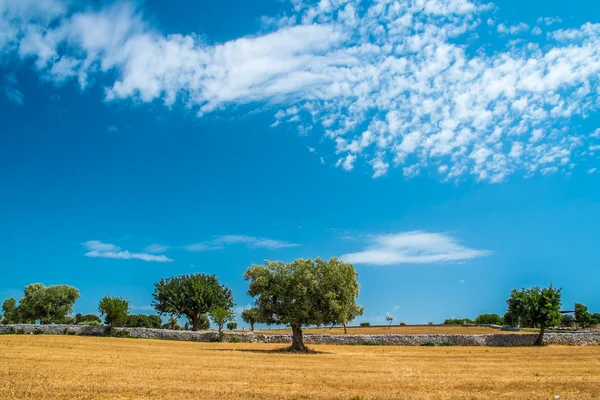 Sheaves of straw, Apulia region — Stock Photo, Image