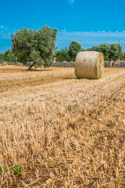 Sheaves of straw, Apulia region — Stock Photo, Image