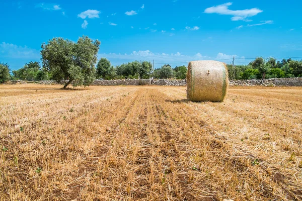 Garben aus Stroh, Region Apulien — Stockfoto