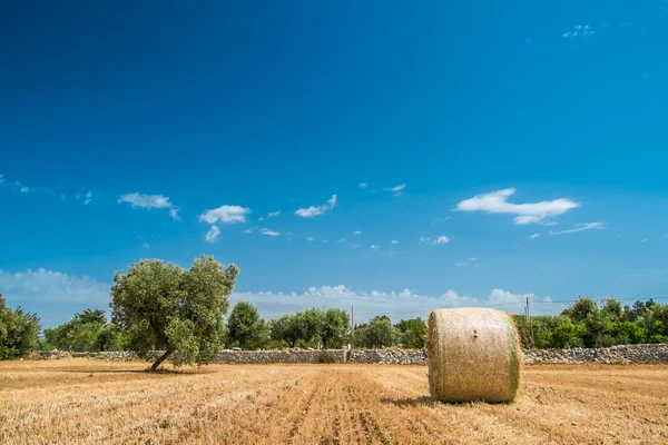 Garben aus Stroh, Region Apulien — Stockfoto