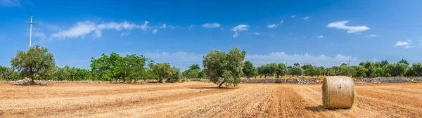 Sheaves of straw, Apulia region — Stock Photo, Image