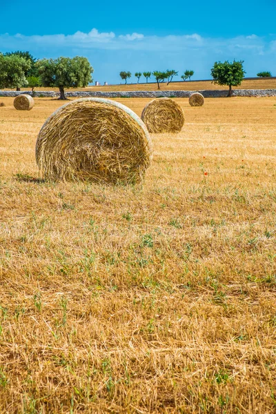 Sheaves of straw, Apulia region — Stock Photo, Image