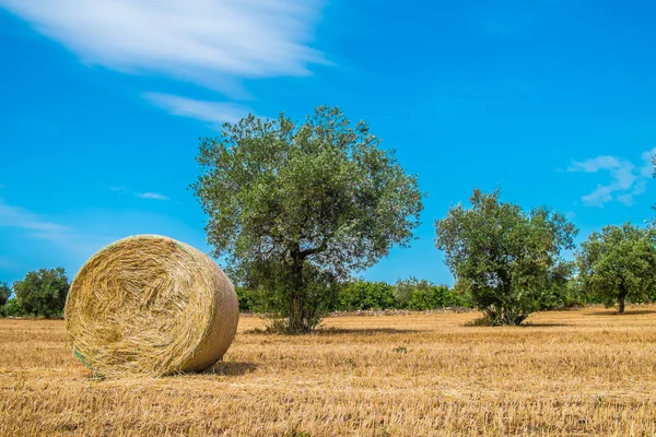 Sheaves of straw, Apulia region — Stock Photo, Image