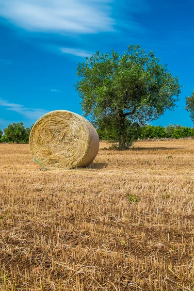 捆捆稻草，阿普利亚地区的 — 图库照片