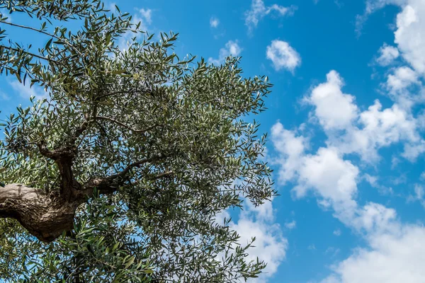 Оливкове дерево — стокове фото