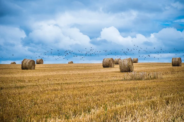 Land der Garben — Stockfoto