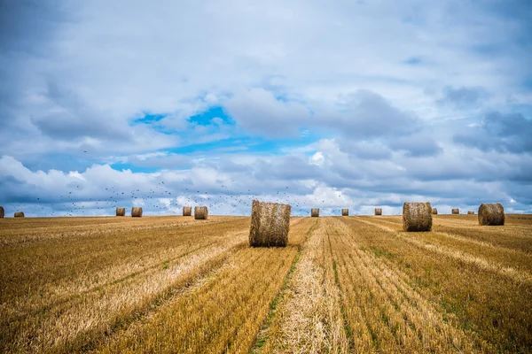 Terra di covoni — Foto Stock