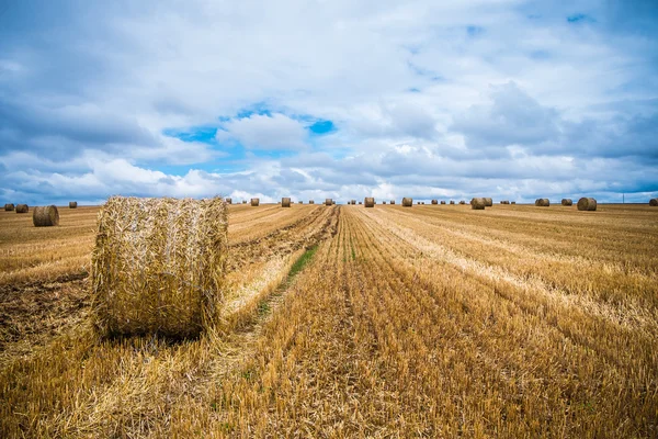 Terra di covoni — Foto Stock