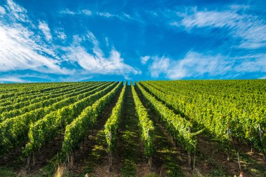 üzüm bağları moselle Nehri, Lüksemburg