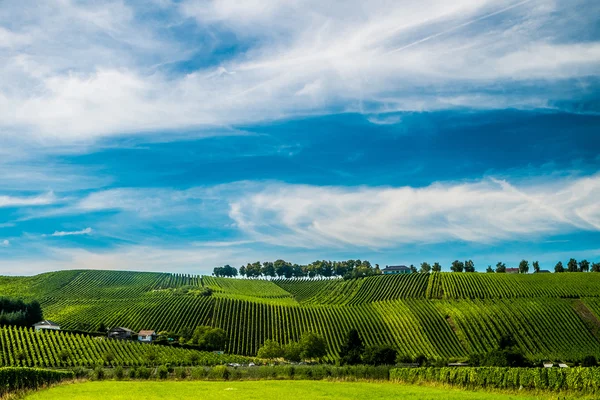 Weinberge entlang der Mosel, Luxemburg — Stockfoto