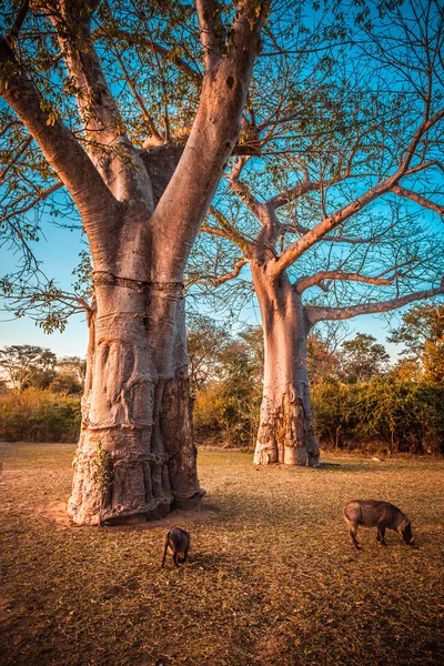 Baobab і бородавочник — стокове фото