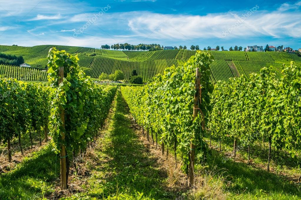 Weinberge entlang der Mosel, Luxemburg — Stockfoto © sabinoparente
