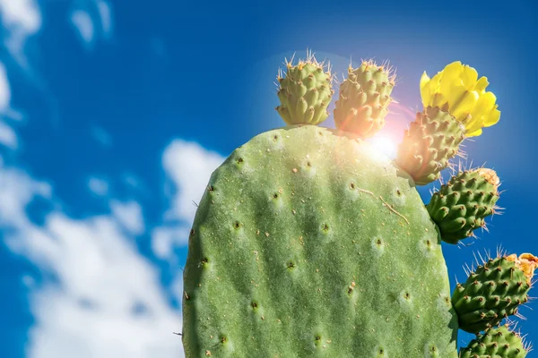 Kaktusfeigenblatt — Stockfoto