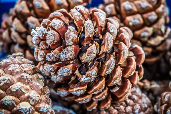 Cones de pinheiro — Fotografia de Stock