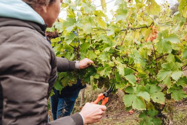 REMICH, LUXEMBOURG-OCTOBER 2021: Üzüm bağlarında hasat edilen mevsimlik Elbling üzümlerinin yeniden tahsilatı