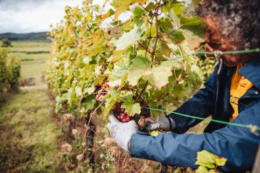 REMICH, LUXEMBOURG-OCTOBER 2021: Üzüm bağlarında hasat edilen mevsimlik Elbling üzümlerinin yeniden tahsilatı
