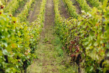 REMICH, LUXEMBOURG-OCTOBER 2021: Üzüm bağlarında mevsimlik Pinot Noir üzümleri hasadı