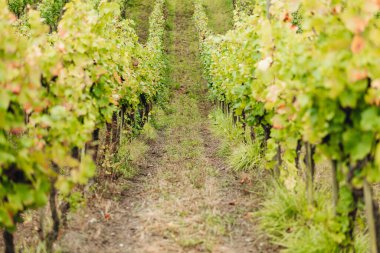 REMICH, LUXEMBOURG-OCTOBER 2021: Üzüm bağlarında mevsimlik Pinot Noir üzümleri hasadı