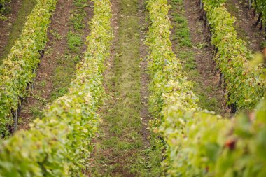 REMICH, LUXEMBOURG-OCTOBER 2021: Üzüm bağlarında mevsimlik Pinot Noir üzümleri hasadı