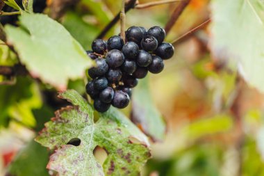 REMICH, LUXEMBOURG-OCTOBER 2021: Üzüm bağlarında mevsimlik Pinot Noir üzümleri hasadı
