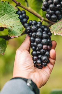 REMICH, LUXEMBOURG-OCTOBER 2021: Üzüm bağlarında hasat edilen mevsimlik Elbling üzümlerinin yeniden tahsilatı