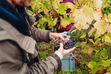 REMICH, LUXEMBOURG-OCTOBER 2021: Üzüm bağlarında mevsimlik Pinot Noir üzümleri hasadı