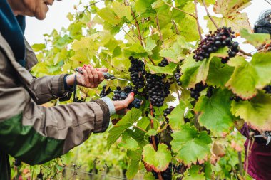REMICH, LUXEMBOURG-OCTOBER 2021: Üzüm bağlarında mevsimlik Pinot Noir üzümleri hasadı