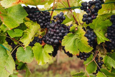 REMICH, LUXEMBOURG-OCTOBER 2021: Üzüm bağlarında mevsimlik Pinot Noir üzümleri hasadı