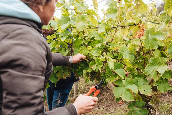 REMICH, LUXEMBOURG-OCTOBER 2021: Üzüm bağlarında hasat edilen mevsimlik Elbling üzümlerinin yeniden tahsilatı