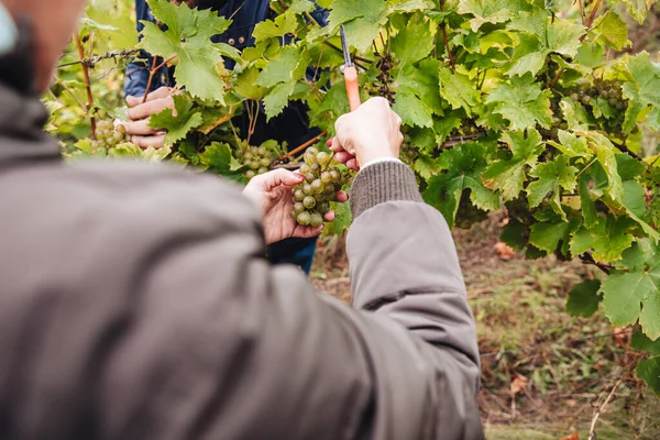 Remich Luxembourg October 2021 Reportage Seasonal Elbling Grapes Harvesting Vineyards — Stock Photo, Image