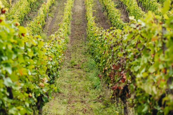 REMICH, LUXEMBOURG-OCTOBER 2021: Üzüm bağlarında mevsimlik Pinot Noir üzümleri hasadı