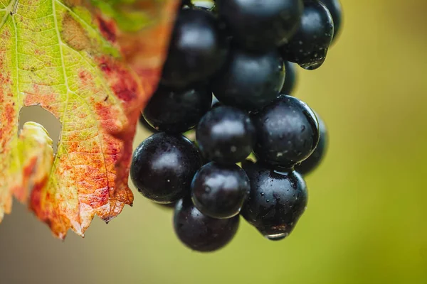 Remich Luxembourg October 2021 Üzüm Bağlarında Mevsimlik Pinot Noir Üzümleri — Stok fotoğraf