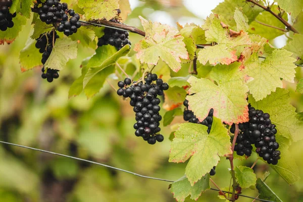 Remich Luxembourg October 2021 Üzüm Bağlarında Mevsimlik Pinot Noir Üzümleri — Stok fotoğraf