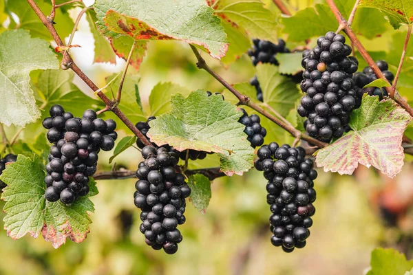 Remich Luxembourg October 2021 Üzüm Bağlarında Mevsimlik Pinot Noir Üzümleri — Stok fotoğraf