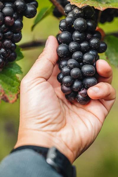Remich Luxemburg Oktober 2021 Reportage Bij Seizoensgebonden Pinot Noir Druiven — Stockfoto
