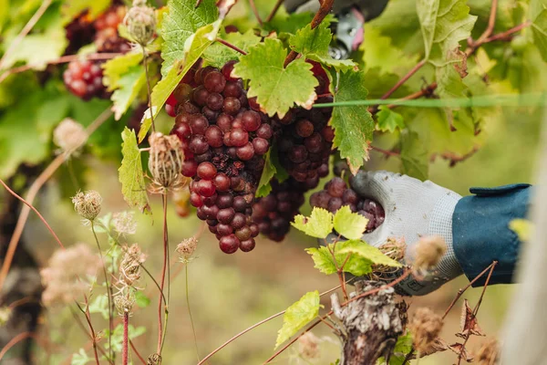 Remich Luxembourg Octobre 2021 Reportage Aux Vendanges Saisonnières Elbling Raisin — Photo