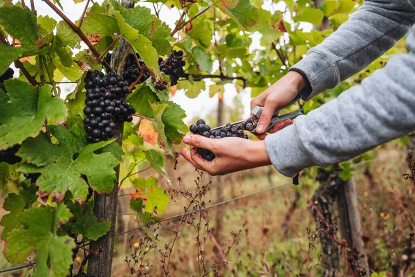 Remich Luxembourg October 2021 Reportage Seasonal Pinot Noir Grapes Harvesting — Stock Photo, Image