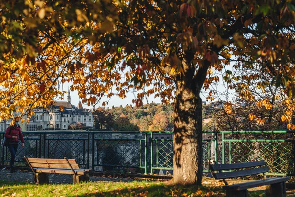 Cidade Luxemburgo Outubro 2021 Uma Cerejeira Folhagem Completa Durante Época — Fotografia de Stock