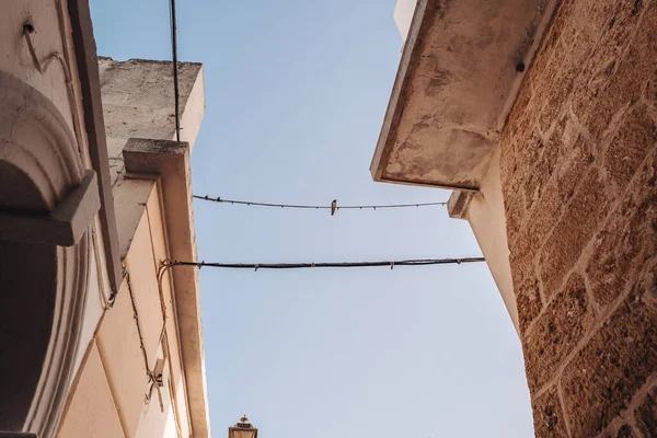 Malý Ptáček Drátě Gagliano Del Capo Region Puglia Itálie — Stock fotografie