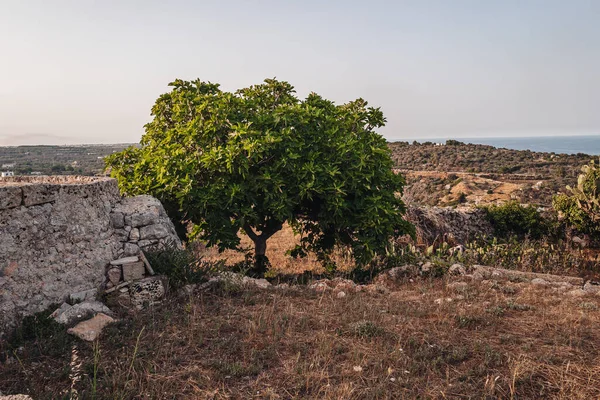 Typowe Drzewo Figowe Wsi Gagliano Del Capo Region Puglia Włochy — Zdjęcie stockowe