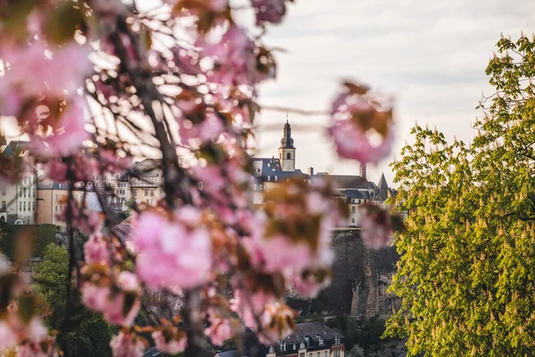 リュクサンブール 2022年4月市内満開の桜 — ストック写真